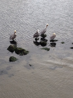 Pelikaner på kajen i Monterey