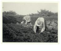 Mine morforældre i marken et stykke hen ad Mathavej i Holbæk